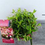 Hortenzia metlinatá (Hydrangea paniculata) ´GROUNDBREAKER® RUBY´ by LIVING CREATIONS®´ - výška 10-20 cm, kont. C3L
